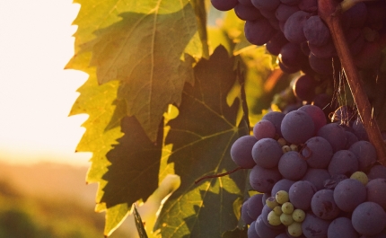 MUSEU MUNICIPAL DE LOULÉ RECEBE VISITA TEMÁTICA COM PROVA DE VINHOS