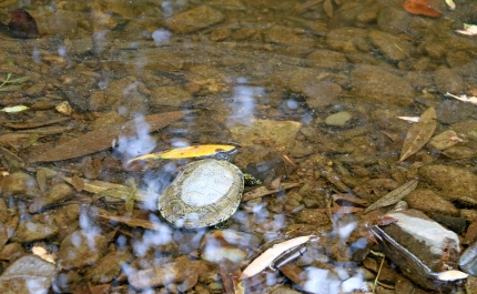 Cágados devolvidos à paisagem protegida local da Fonte Benémola