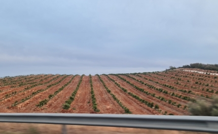 Seca: Agricultores algarvios lamentam atraso na publicação do alívio de restrições
