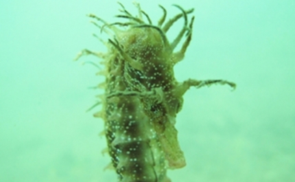 Cavalos-marinhos da Ria Formosa podem ter refúgios com videovigilância em 2020