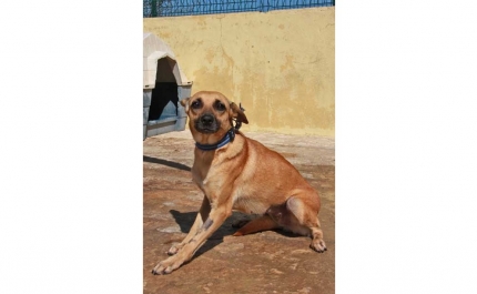 Voluntárias dizem que há maus tratos a animais no canil de Lagos