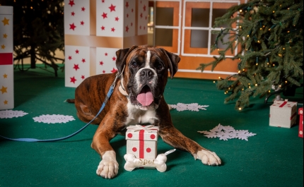 MAR Shopping Algarve promove sessões de fotografia para animais