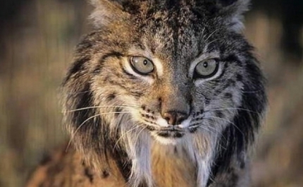 Técnicos surpreendidos com lince-ibérico libertado no Algarve e que apareceu na Catalunha