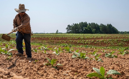 Calendário de plantações agrícolas: o que plantar em cada mês do ano