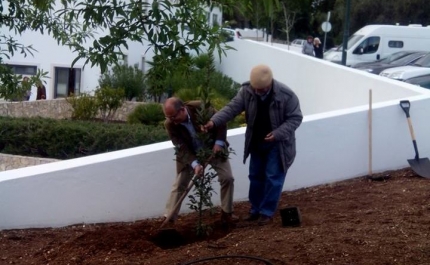 Oliveira milenar é atrativo de jardim mediterrânico inaugurado hoje em Loulé