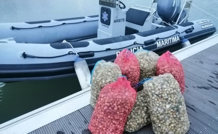 Polícia Marítima apreende 174kg de berbigão e uma embarcação de recreio na Ria Formosa