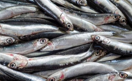 Pesca do biqueirão com novos limites a partir de hoje