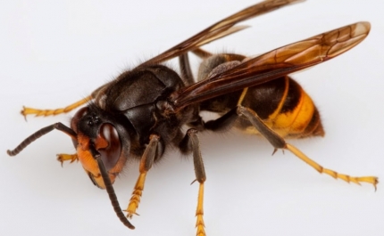 AMAL avança com medidas de prevenção à Vespa Velutina