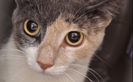 CENTRO DE RECOLHA OFICIAL DE ANIMAIS DE FARO JÁ RECOLHEU UM TOTAL DE 1000 ANIMAIS