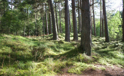 Prazo para limpar terrenos termina hoje – já tinha sido adiado por causa da Covid-19