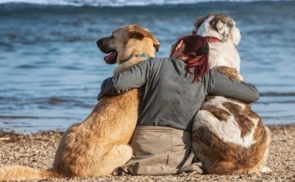 Os animais domésticos podem transmitir o Covid-19? Não