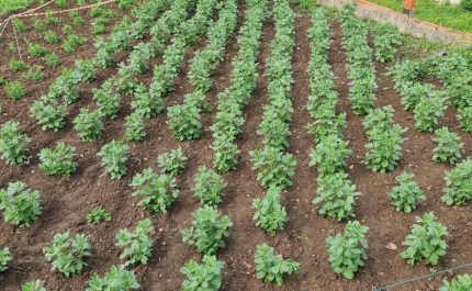 Agricultores saem hoje à rua de norte a sul pela valorização do setor