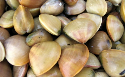 Proibida apanha de bivalves em várias zonas costeiras do país devido a toxinas