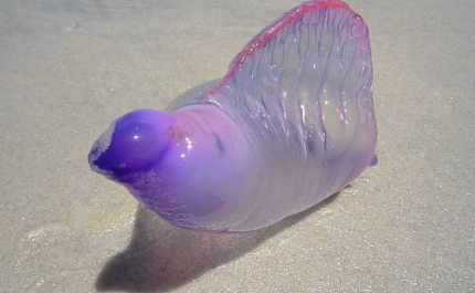 Avistamentos da espécie Caravela Portuguesa nas praias continuam