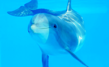 JOÃO MOUTINHO ESCOLHE O ZOOMARINE PARA DIVERSÃO COM A FAMÍLIA 