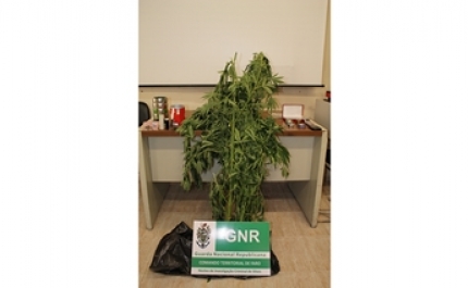 Três de detidos por tráfico de estupefacientes