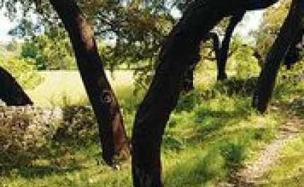 Uma experiência pelo descortiçamento numa aldeia da serra algarvia