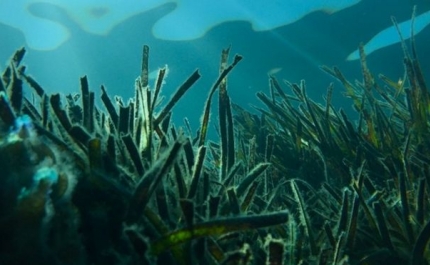 Novo estudo diz-nos onde é que o fundo do mar armazena o carbono