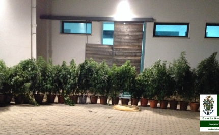 GNR apreende plantas de cannabis em Tavira
