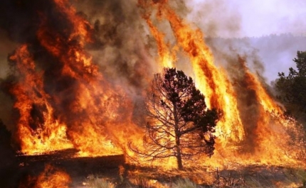 Incêndios: Dois fogos responsáveis por 98% da área ardida no Algarve este ano