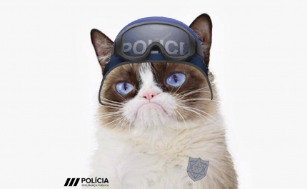 Gato denuncia plantação de canábis