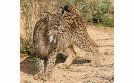 Lince-ibérico morre atropelado em autoestrada de Santarém