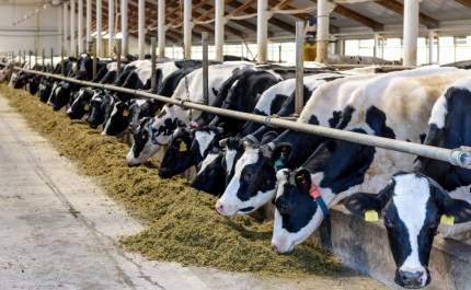 Setor das rações quer aumento da produção das matérias-primas para Portugal