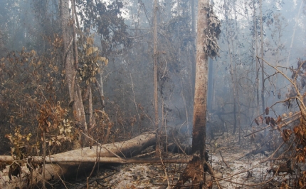 Incêndios: Agricultores de Odemira e Monchique já podem reportar prejuízos