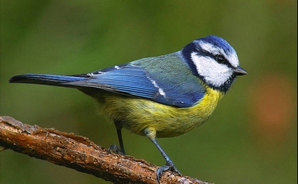 ORNITOLOGIA | À Descoberta da Avifauna da Fonte Benémola