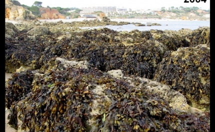 Algas castanhas refugiam-se de alterações climáticas em zonas de afloramento costeiro