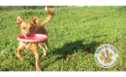 Algarve tem o primeiro parque rural canino nacional