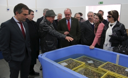 Cooperativa de Olhão abre centro para depurar bivalves após espera de dez anos