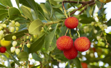 Produtores lamentam contestação alentejana à indicação «Medronho Algarve»