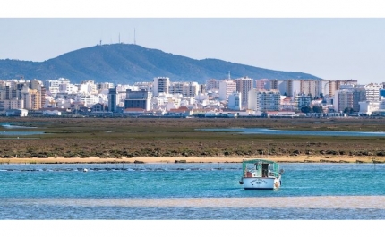 Ria Formosa entre os melhores destinos da Europa para observar aves