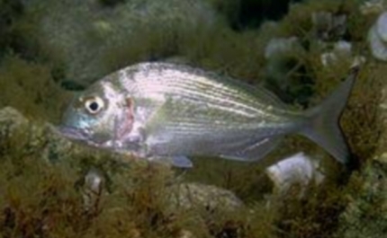 Sonae MC investe 25 ME em produção de dourada no Algarve até 2022