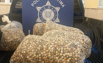 Polícia Marítima apreende 150kg de berbigão na Ria Formosa em Faro