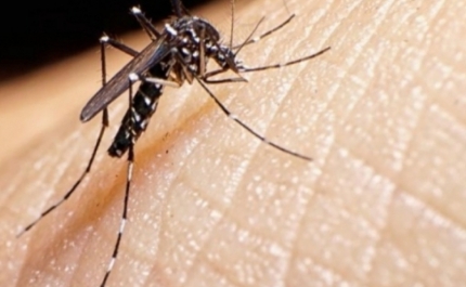 Mosquito transmissor do dengue, zika e chikungunya detetado em Castelo Branco