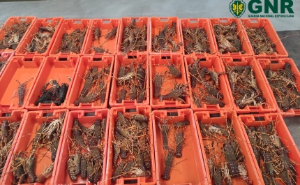 Apreensão de 138 quilos de lagosta em Sagres