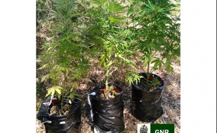 GNR apreende plantas de cannabis em Almancil e Alcoutim