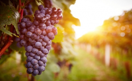 Lagoa Wine Experiences assinala as comemorações do Dia Mundial do Enoturismo