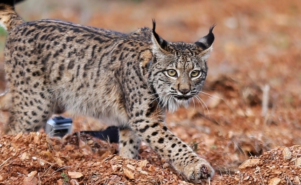 ICNF apresenta complexo de treino e recuperação de lince-ibérico
