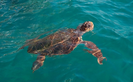 Devolvida ao mar em Faro tartaruga reabilitada encontrada presa em redes de pesca
