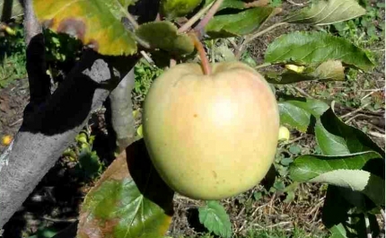 Secretário de Estado da Agricultura e do Desenvolvimento Rural homologa protocolo celebrado entre o Município de Monchique e a DRAP Algarve