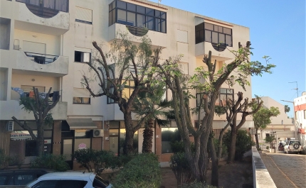 PAN quer fim imediato do abate de árvores e podas extremas em domínio  municipal no Algarve