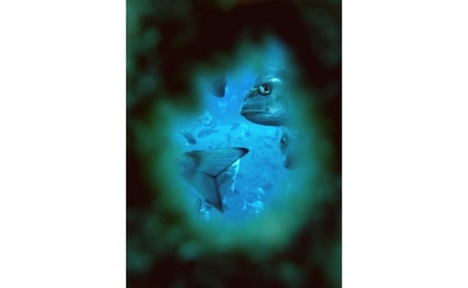 ESTUDO DEMONSTRA QUE DOURADAS PODEM VIVER MAIS FELIZES EM AQUACULTURA