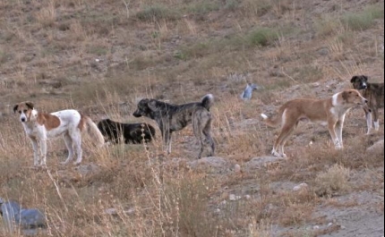 Rogério Bacalhau visita amanhã projeto sobre animais errantes na Praia de Faro