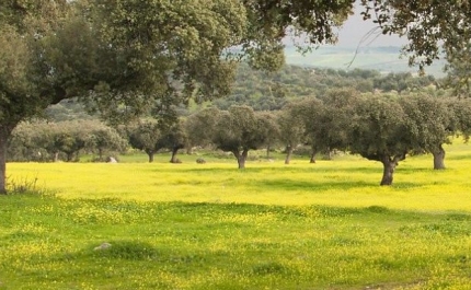 UAlg promove workshop sobre sustentabilidade nas PME e alinhamento com os ODS