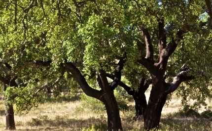 MUNICÍPIO DE SÃO BRÁS DE ALPORTEL PROMOVE  PROJETO CIENTÍFICO INTERMUNICIPAL SOBRE ADAPTAÇÃO DO SOBREIRO ÀS ALTERAÇÕES CLIMÁTICAS