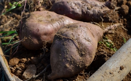 MUNICÍPIO DE ALJEZUR REFORÇA APOIOS À ASSOCIAÇÃO DE PRODUTORES DE BATATA-DOCE DE ALJEZUR