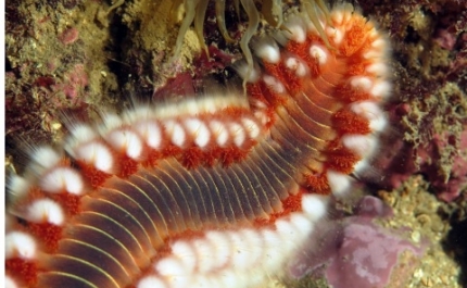 Mergulhar em busca do verme de fogo no Algarve